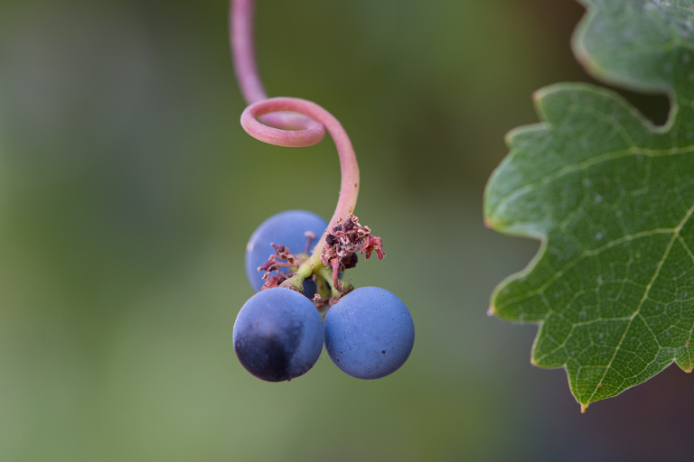 grapes 3 1 WEB blog