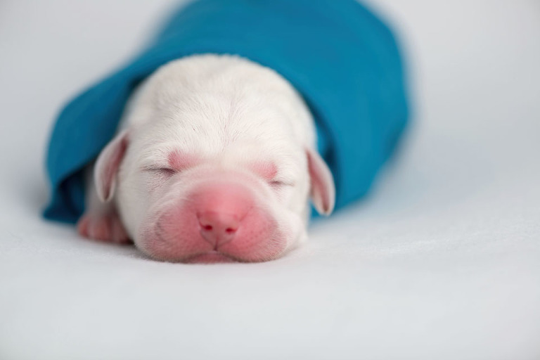 1 day old puppies . cci service dogs . bay area photographer » renee ...