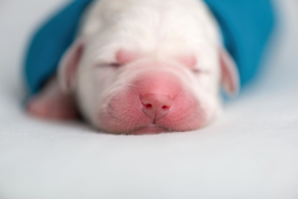 1 day old puppies . cci service dogs . bay area photographer » renee ...