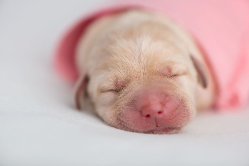 1 day old puppies . cci service dogs . bay area photographer » renee ...