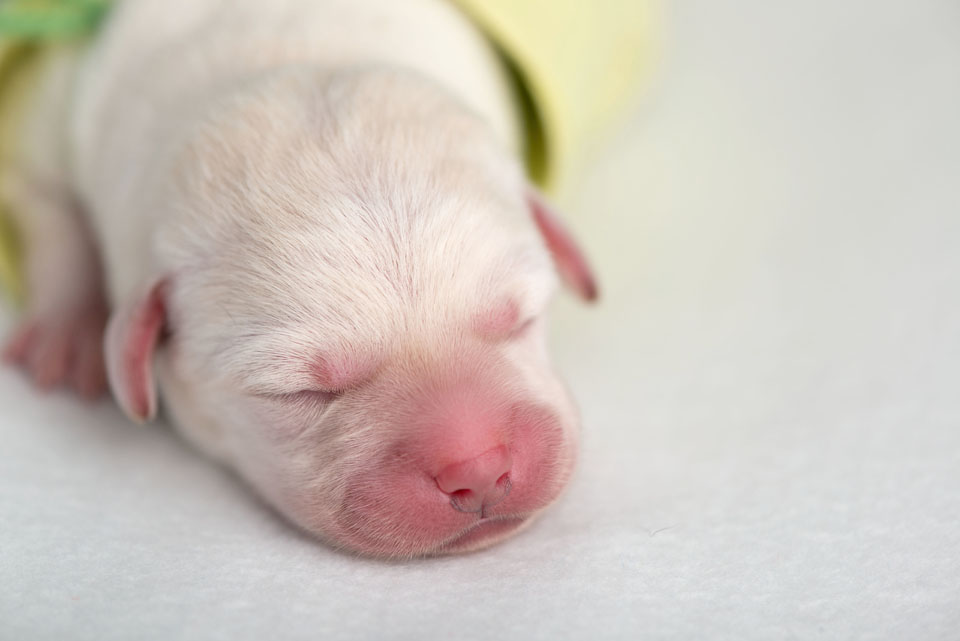 1 day old puppies . cci service dogs . bay area photographer » renee ...