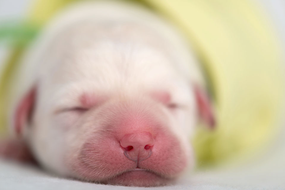 1 day old puppies . cci service dogs . bay area photographer » renee ...