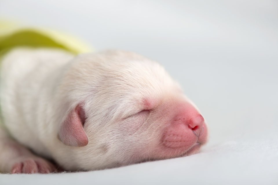 1 day old puppies . cci service dogs . bay area photographer » renee ...