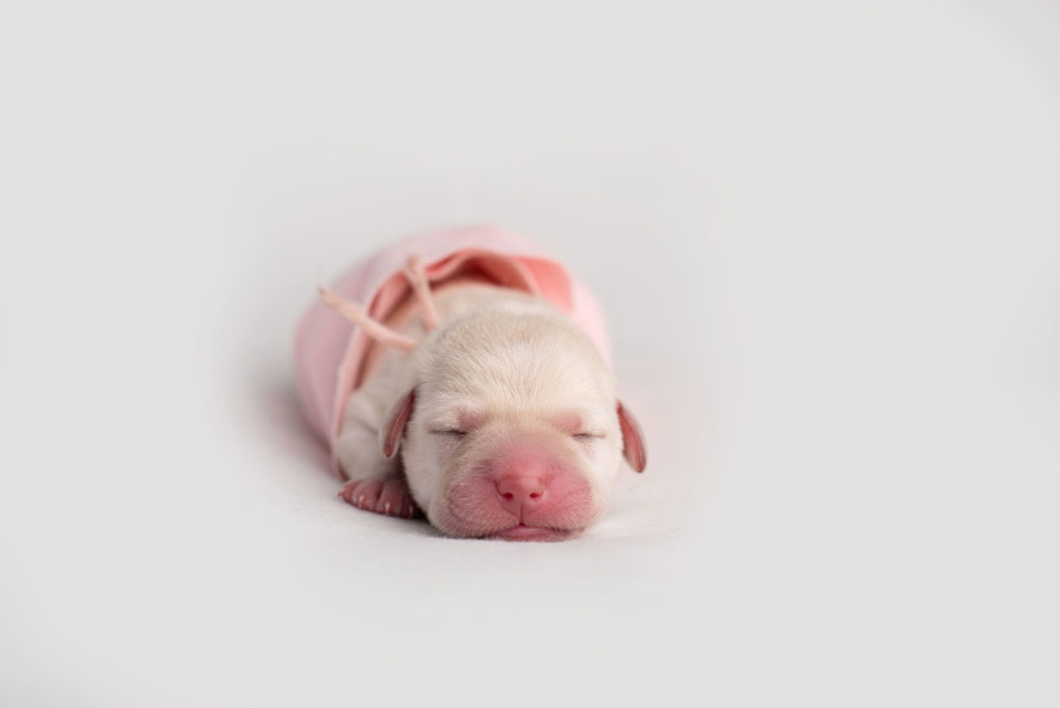 1 day old puppies . cci service dogs . bay area photographer » renee ...