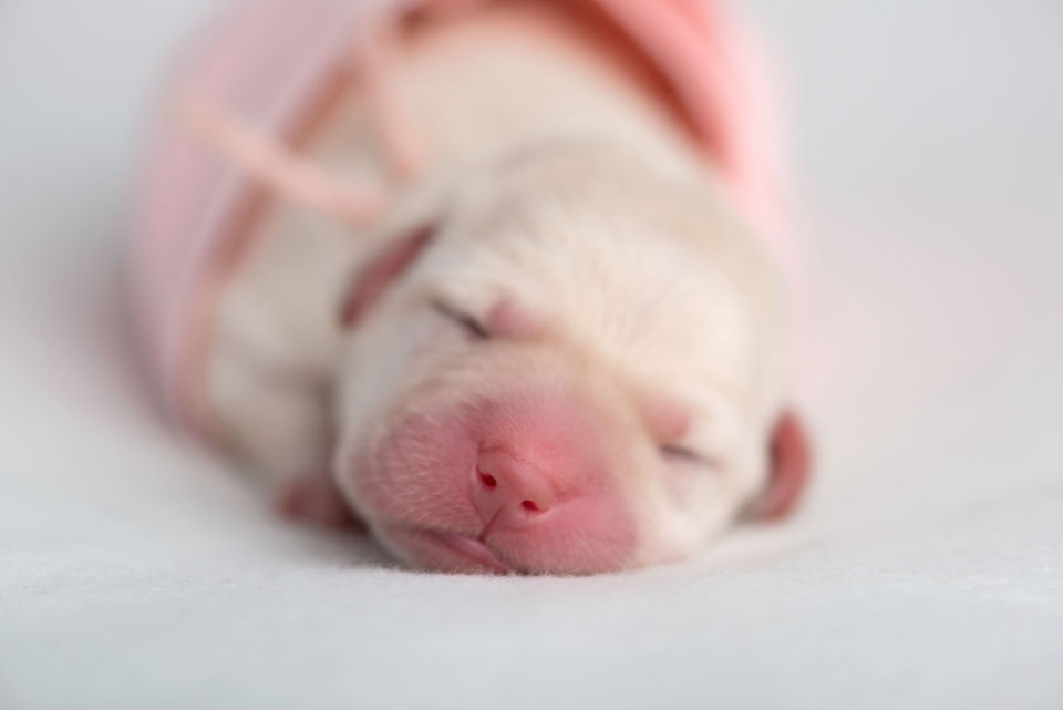 1 day old puppies . cci service dogs . bay area photographer » renee ...