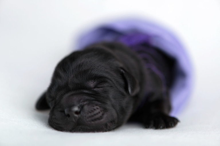 1 day old puppies . cci service dogs . bay area photographer » renee ...